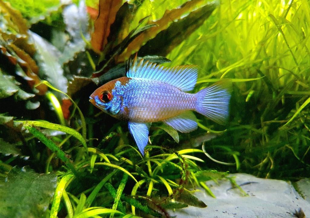 Mikrogeophagus ramirezi "Electric Blue", Dieren en Toebehoren, Vissen | Aquariumvissen, Vis, Zoetwatervis