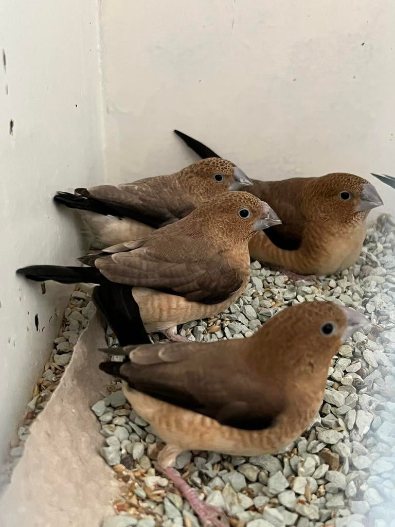 Zilverbekjes, Dieren en Toebehoren, Vogels | Overige Vogels, Mannelijk, Tropenvogel, Geringd