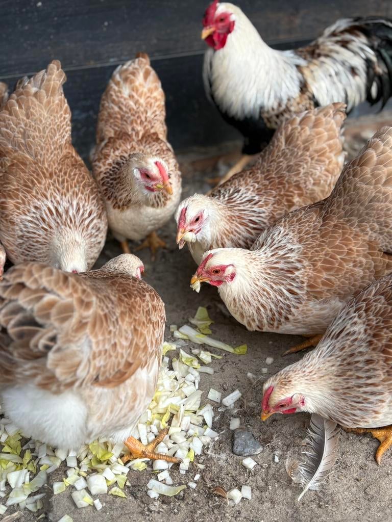 Broedeieren Wyandotte Zalm Kriel, Dieren en Toebehoren, Pluimvee, Geslacht onbekend, Kip