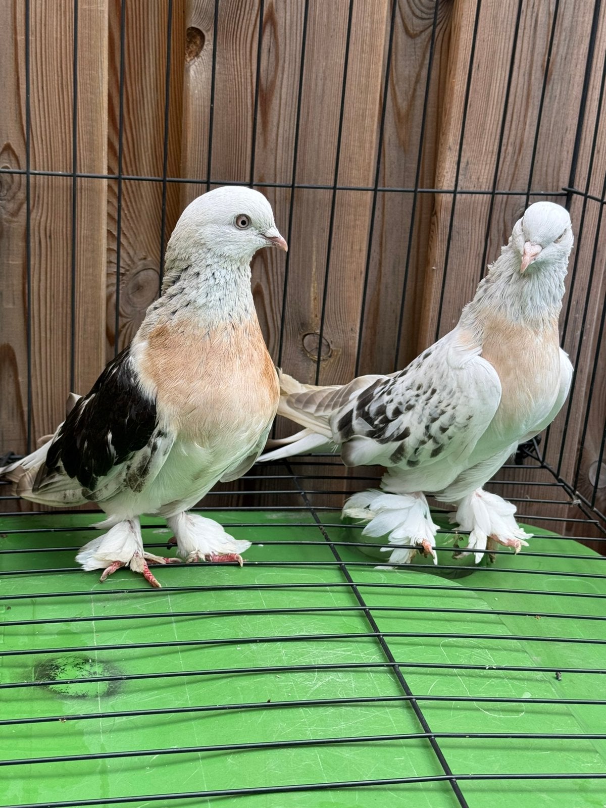 Takla, Dieren en Toebehoren, Vogels | Duiven