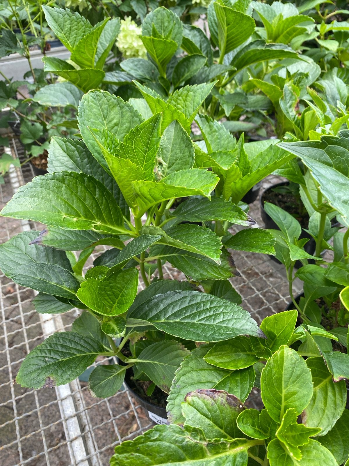 Boerenhortensia Masja - Prachtige Roze Bloemen, Vaste plant, Halfschaduw, Zomer, Ophalen
