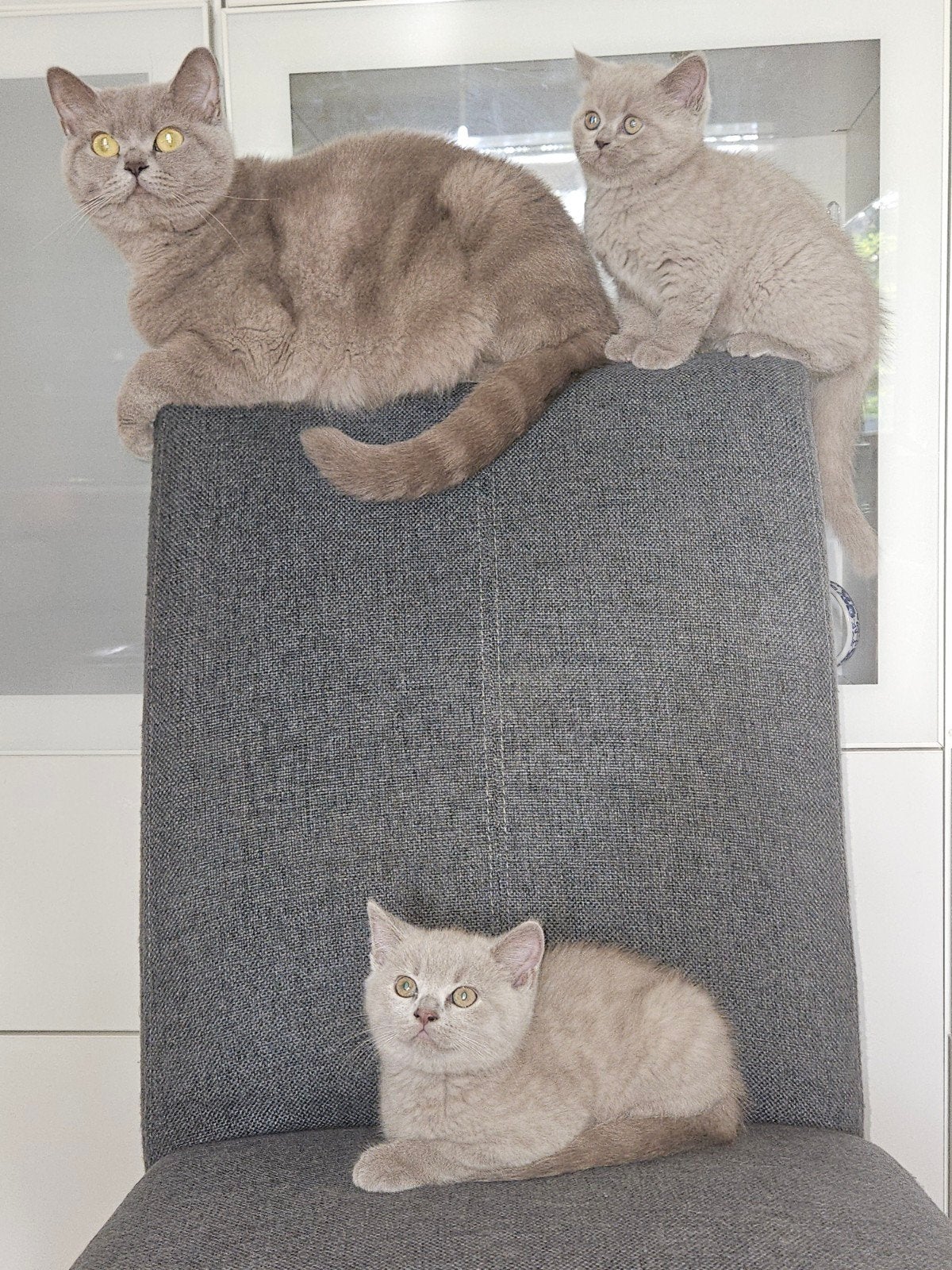 britse korthaar kittens, Meerdere dieren, Ontwormd