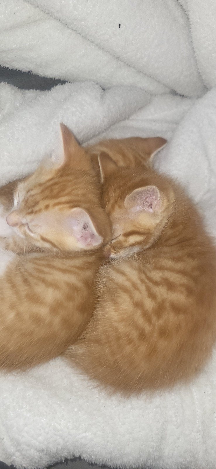 Kittens, Dieren en Toebehoren