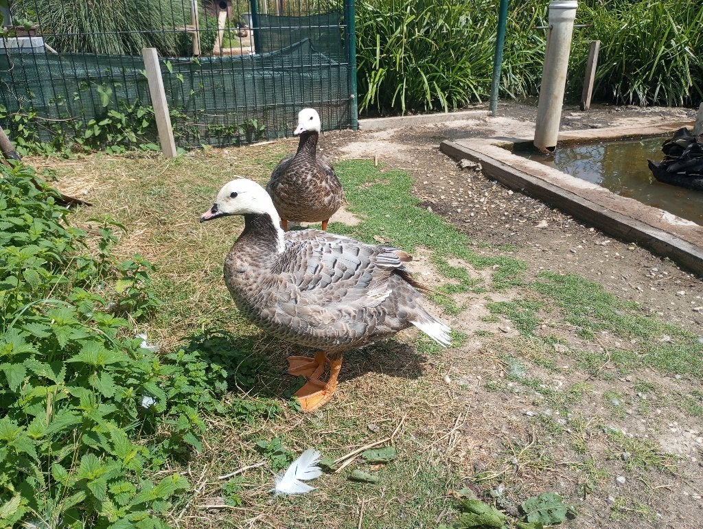 Keizerganzen, Meerdere dieren, Gans of Zwaan