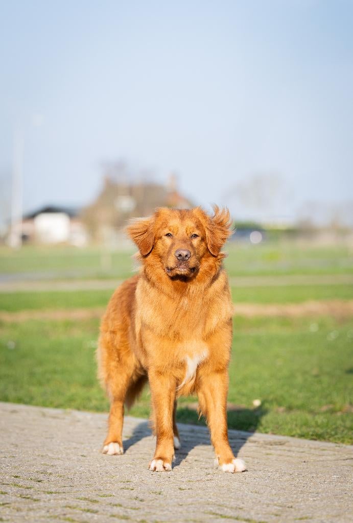 Volledig geteste Nova Scotia Toller Dekreu, Dieren en Toebehoren, Fokker | Hobbymatig, 1 tot 2 jaar, Buitenland, Parvo