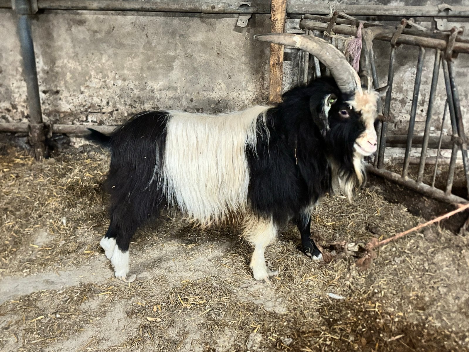 Te koop, landgeit. Land geit. Geit. Bok., Mannelijk, Geit, 3 tot 5 jaar