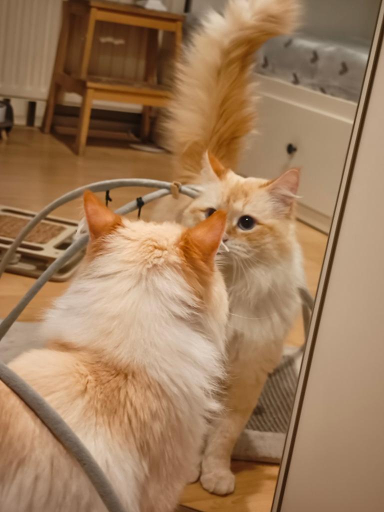 Siberische Neva Masquerade dekkater met stamboom, Kater, Langharig, 0 tot 2 jaar