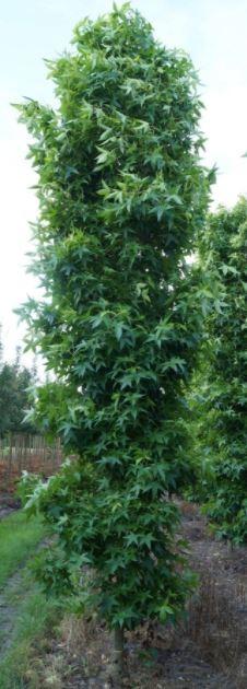 Zuilvormige Amberboom, Bloeit niet, Overige soorten, 250 tot 400 cm, Ophalen