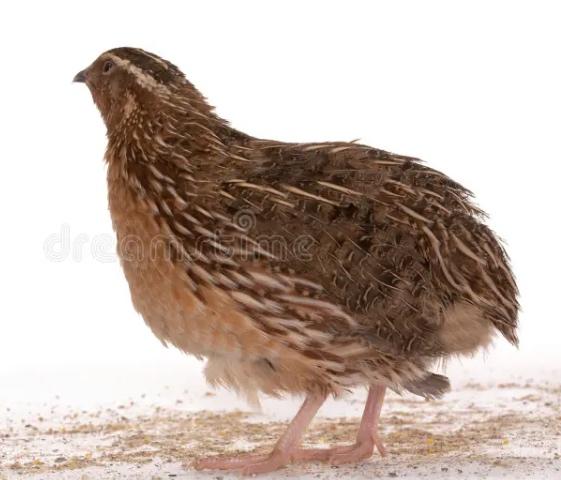 Jonge Kwartels, Dieren en Toebehoren, Pluimvee, Geslacht onbekend, Overige soorten