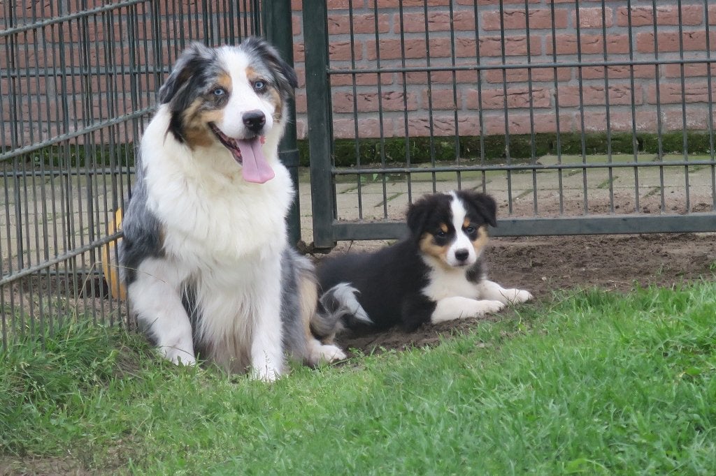 Foto 14 van Black Tri Australian Shepherd pups