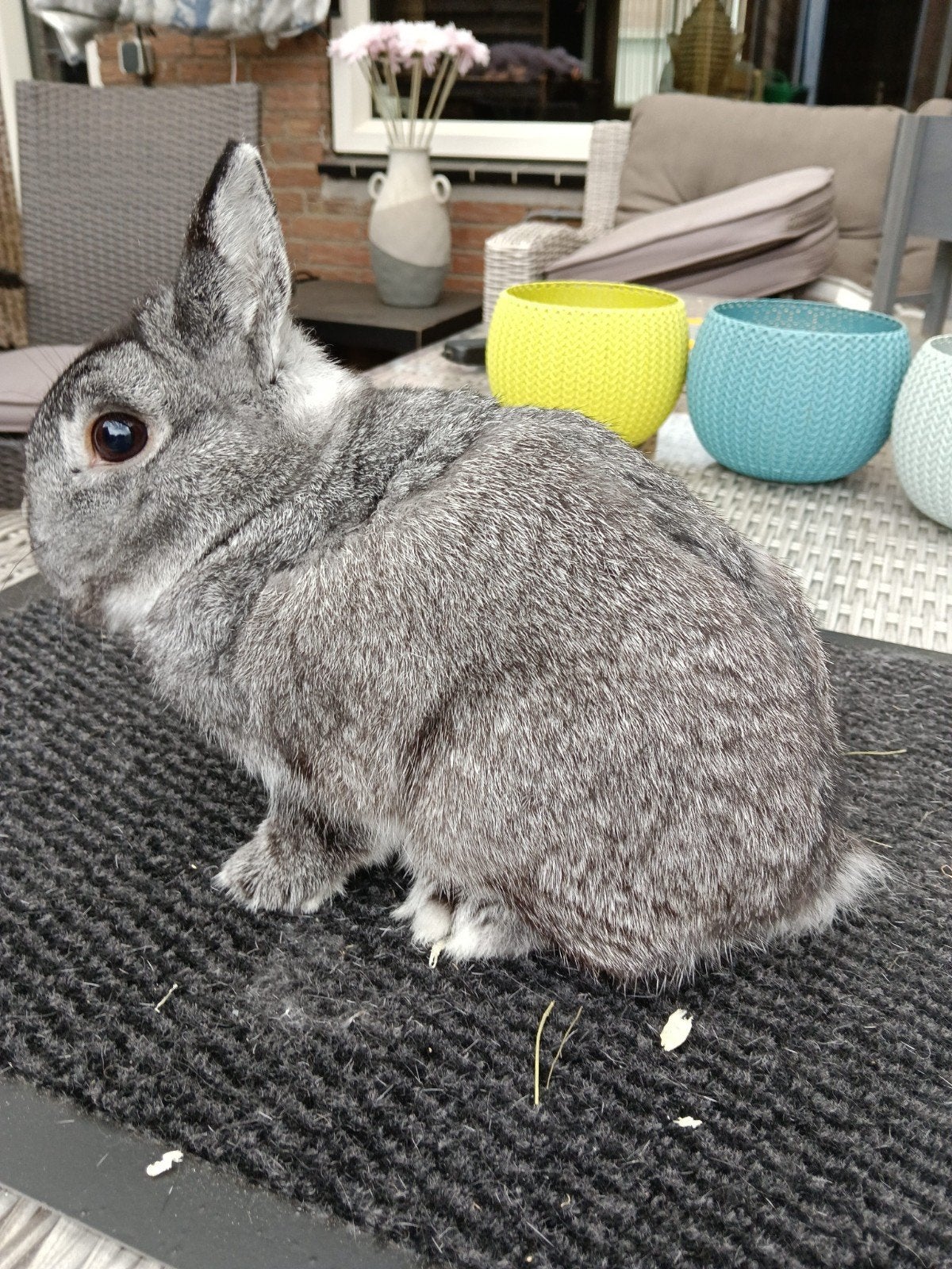 mooie lieve kleurdwerg chinchilla Ram, Dieren en Toebehoren, Mannelijk, Dwerg