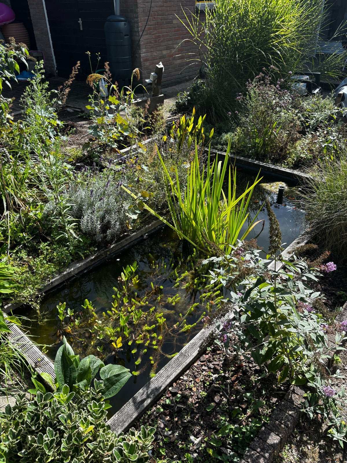 Vijver met vissen en planten, Ophalen, Gebruikt