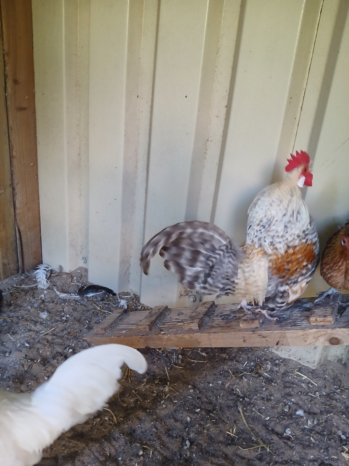 Hollandse kriel koekkoekpatrijs, Meerdere dieren, Kip