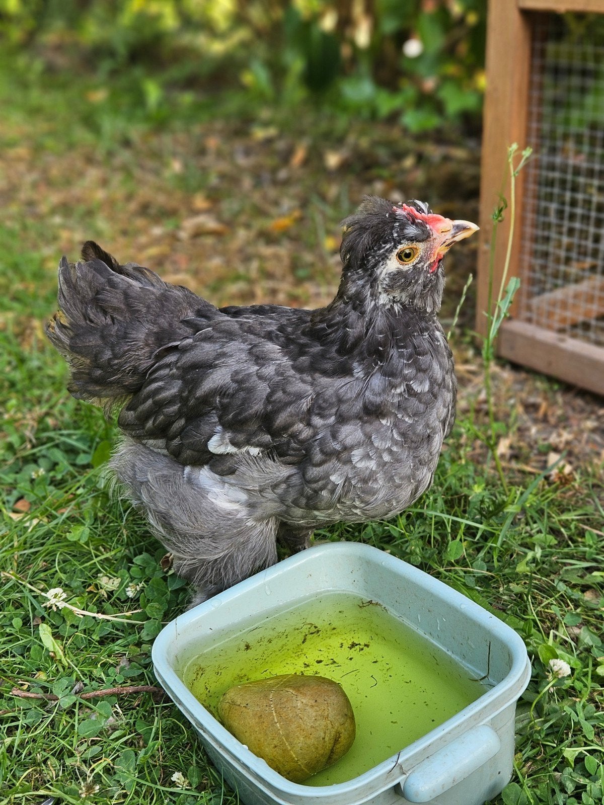 Zijdehoender x Blue des andes hanen, Mannelijk, Kip