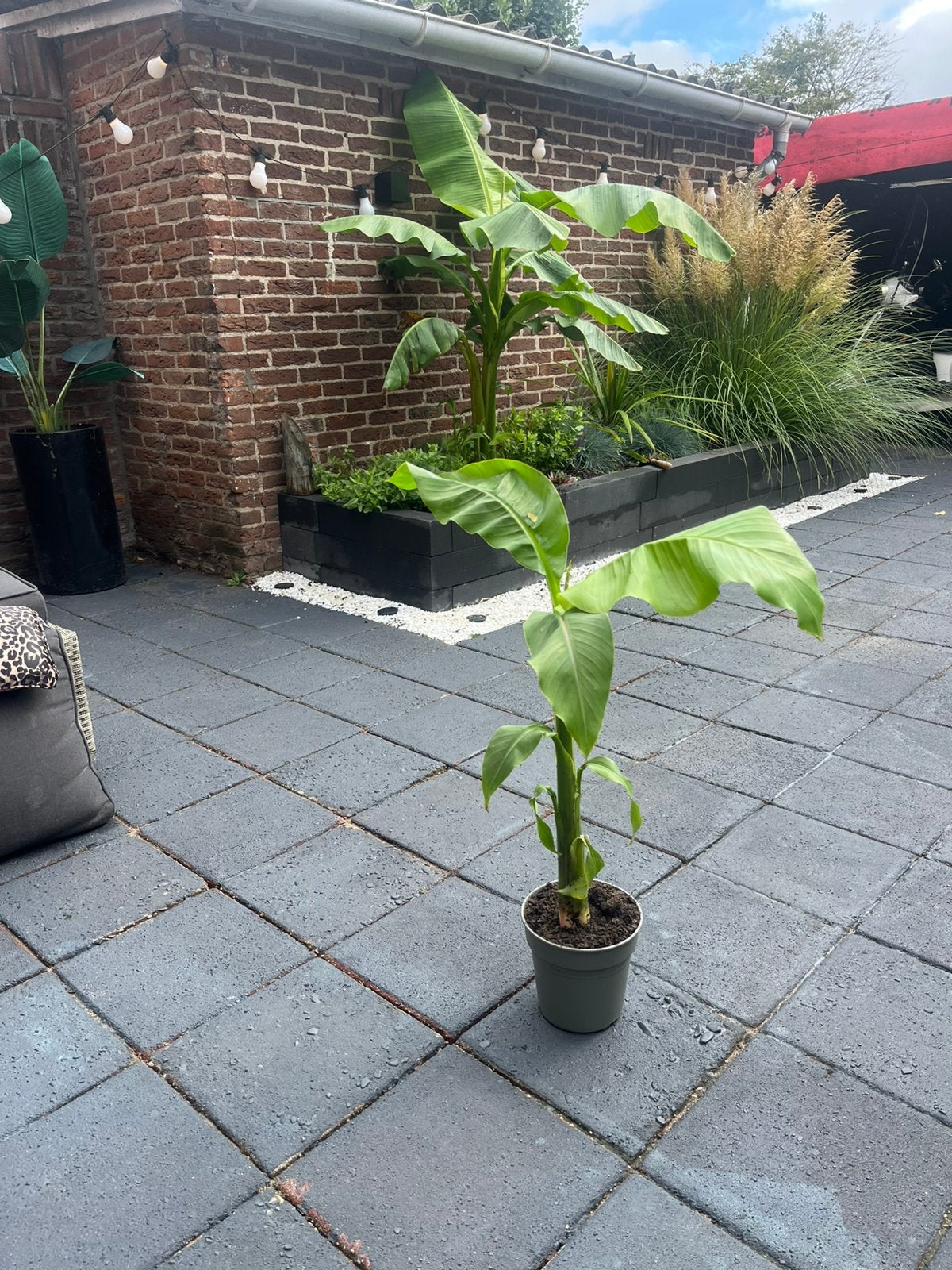 Bananen boom, Ophalen, Volle zon, Overige soorten