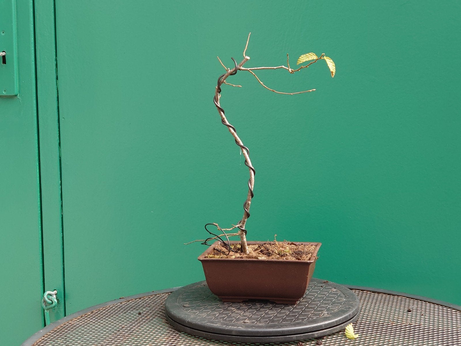 Haagbeuk Bonsai Super Starter met Trainingspot, Tuin en Terras, Volle zon, Vaste plant, Bloeit niet, Ophalen