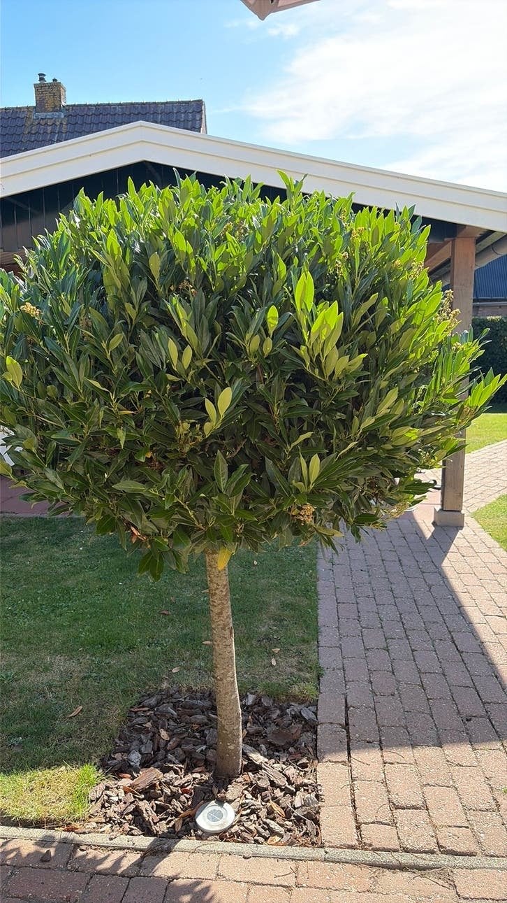 2 stuks Laurier op stam Laurus nobilis)., Tuin en Terras, Planten | Bomen, Bloeit niet, Halfschaduw, 100 tot 250 cm, Ophalen