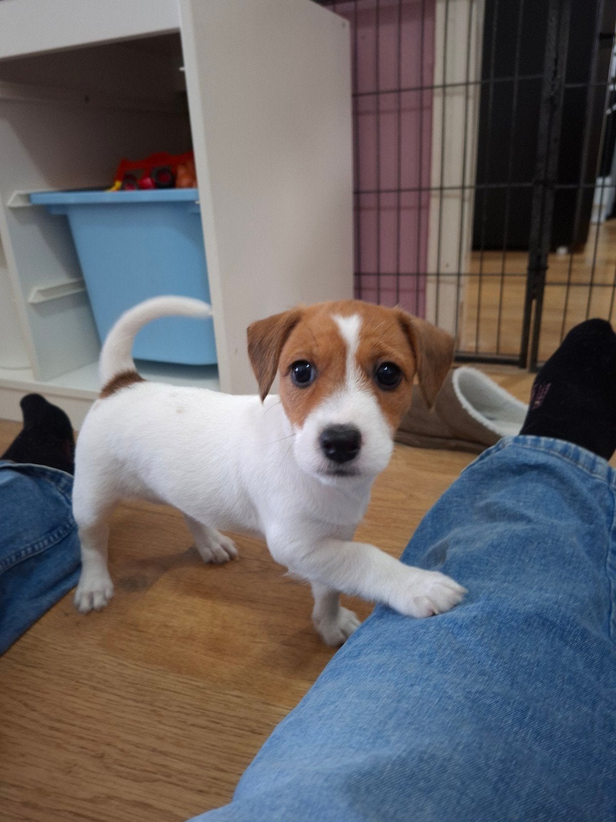Prachtig Jackrussel teefje broken coat, Dieren en Toebehoren, Honden | Jack Russells en Terriërs, Jack Russell Terriër, 8 tot 15 weken