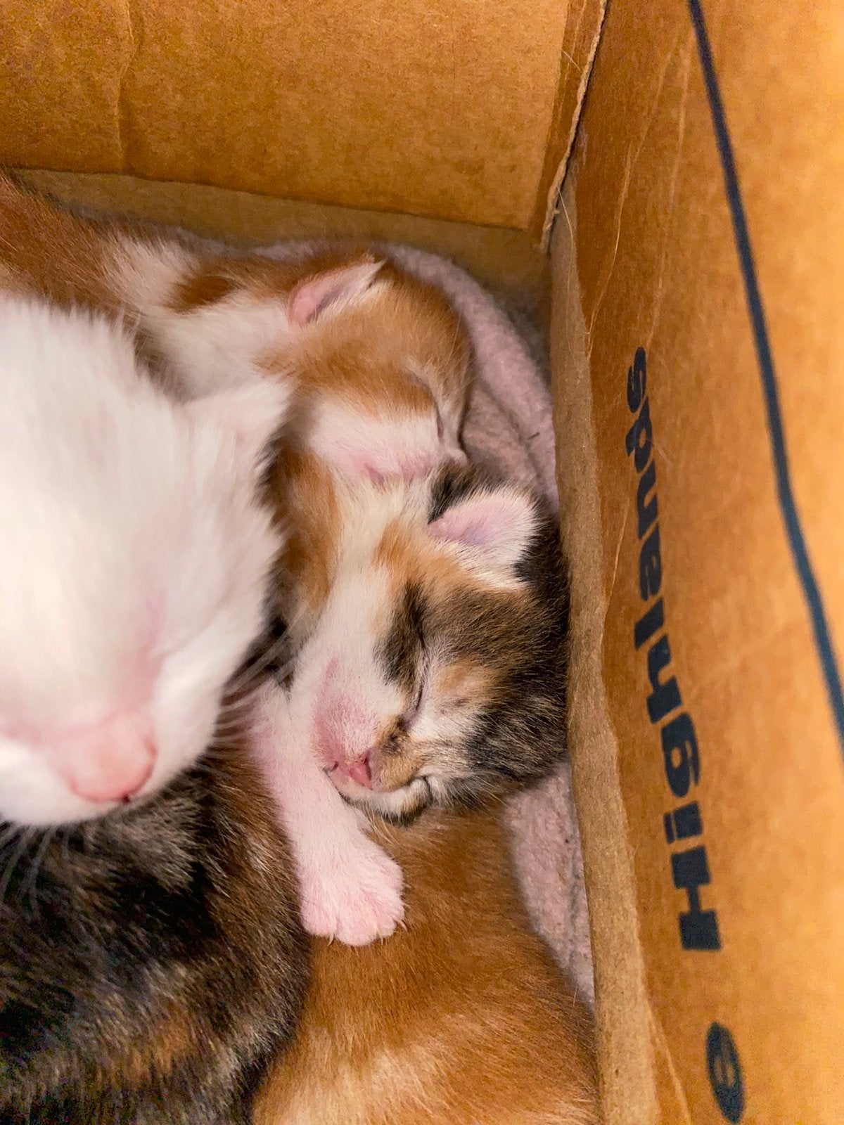 Lief mooi poesje, Poes, Kortharig, 0 tot 2 jaar