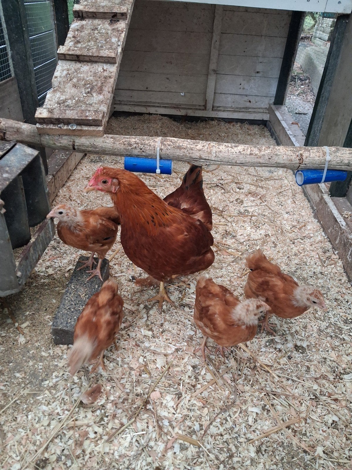 kip, Dieren en Toebehoren, Pluimvee, Vrouwelijk, Kip