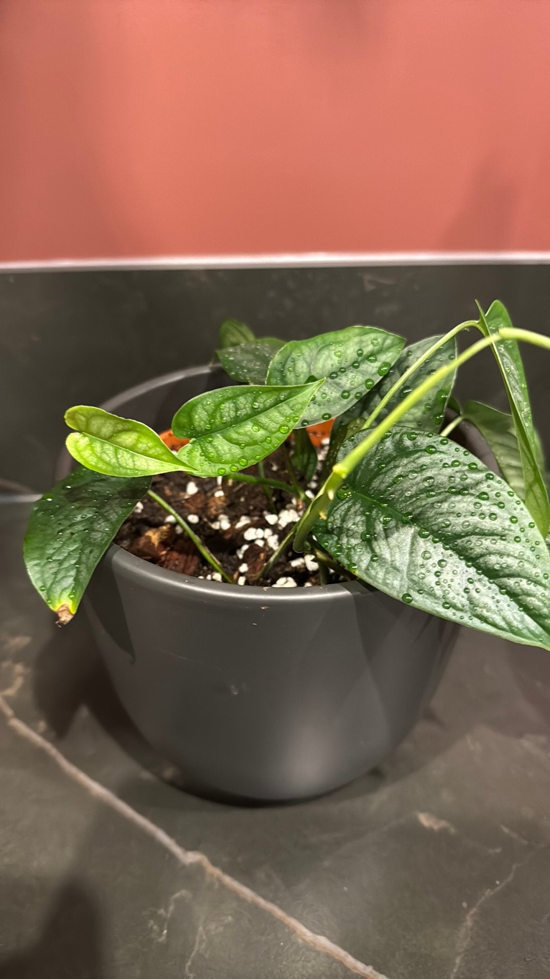 Monstera Siltepecana, Huis en Inrichting, Kamerplanten, Ophalen of Verzenden, Halfschaduw, Minder dan 100 cm