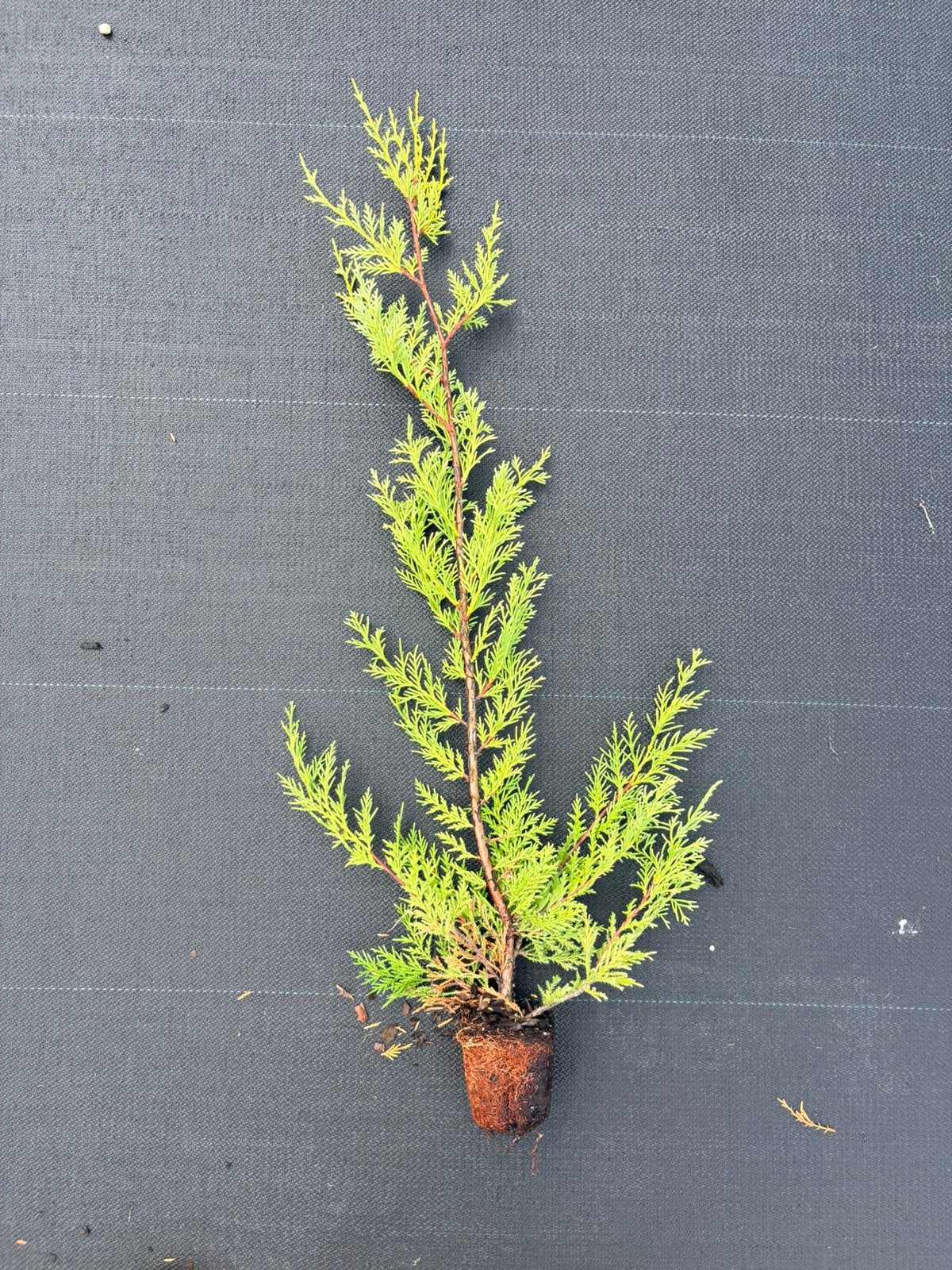 Haag/ heg conifeer Cupressocyparis leylandii, Verzenden, Bloeit niet, Overige soorten, Volle zon