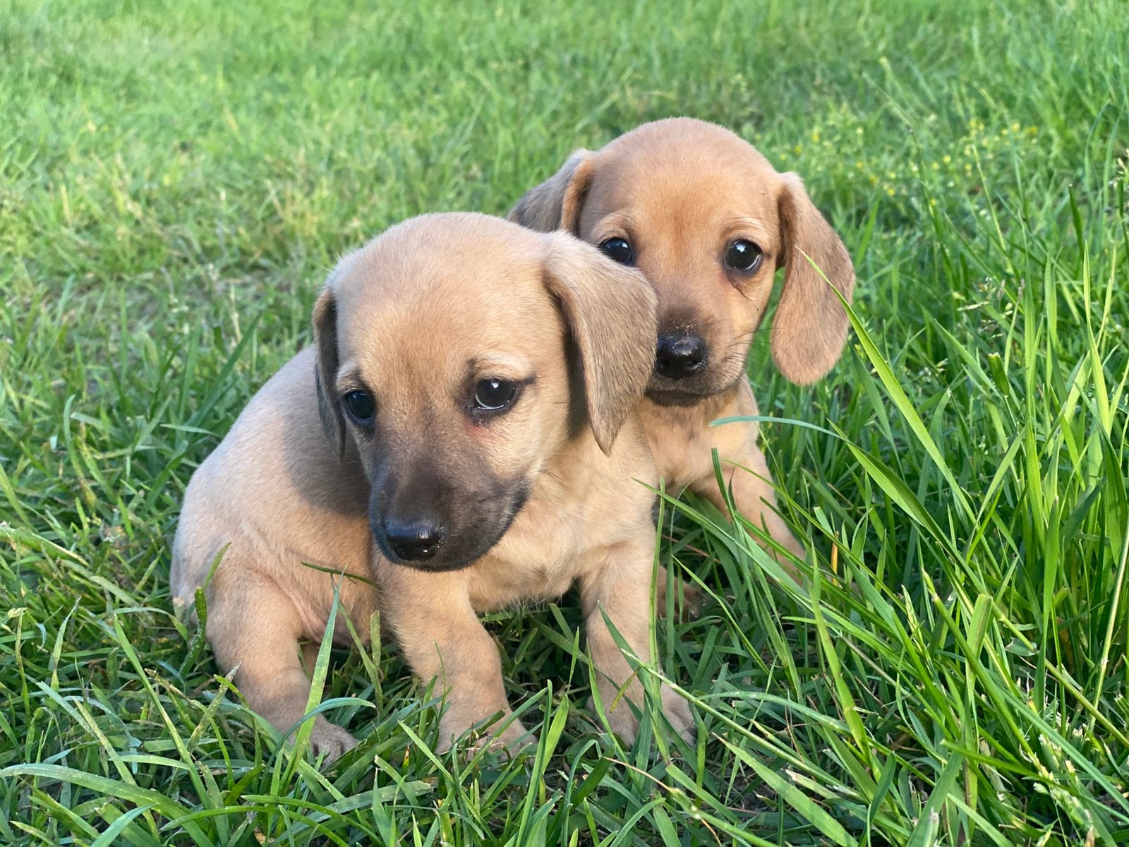 Kortharige teckels met vleugje chihuahua, Parvo, 8 tot 15 weken, Korthaar, Dwerg