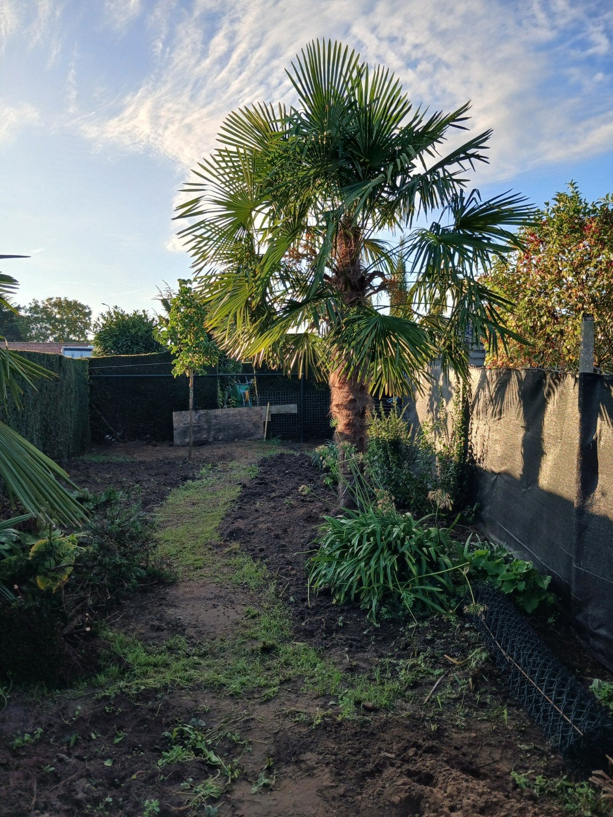 Te koop palmbomen trachycarpus fortunei, Tuin en Terras, 250 tot 400 cm, Zomer, Palmboom, Ophalen