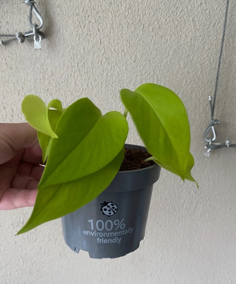 Epipremnum “ Golden Pothos “ ( Neon). Foto #2- Moederplant., Ophalen of Verzenden, Minder dan 100 cm