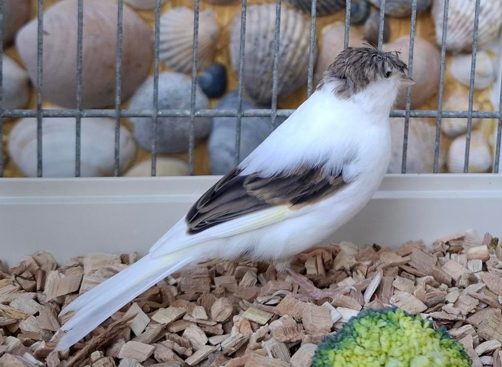 2 kanaries van 15 maart 2026, Dieren en Toebehoren, Vogels | Overige Vogels, Meerdere dieren