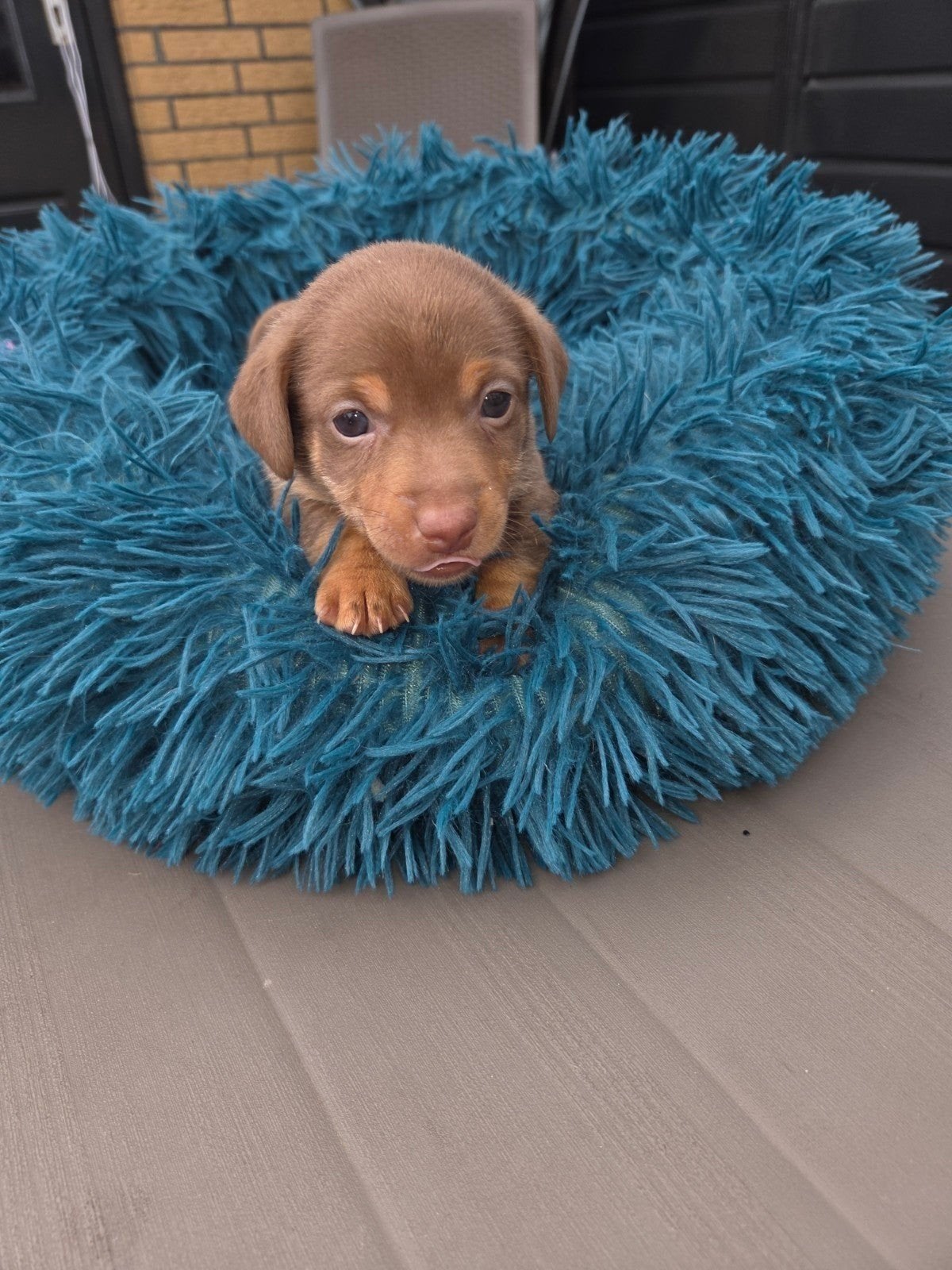 Liver and tan pup teefje, Jack Russell Terriër, 8 tot 15 weken, Parvo, Meerdere