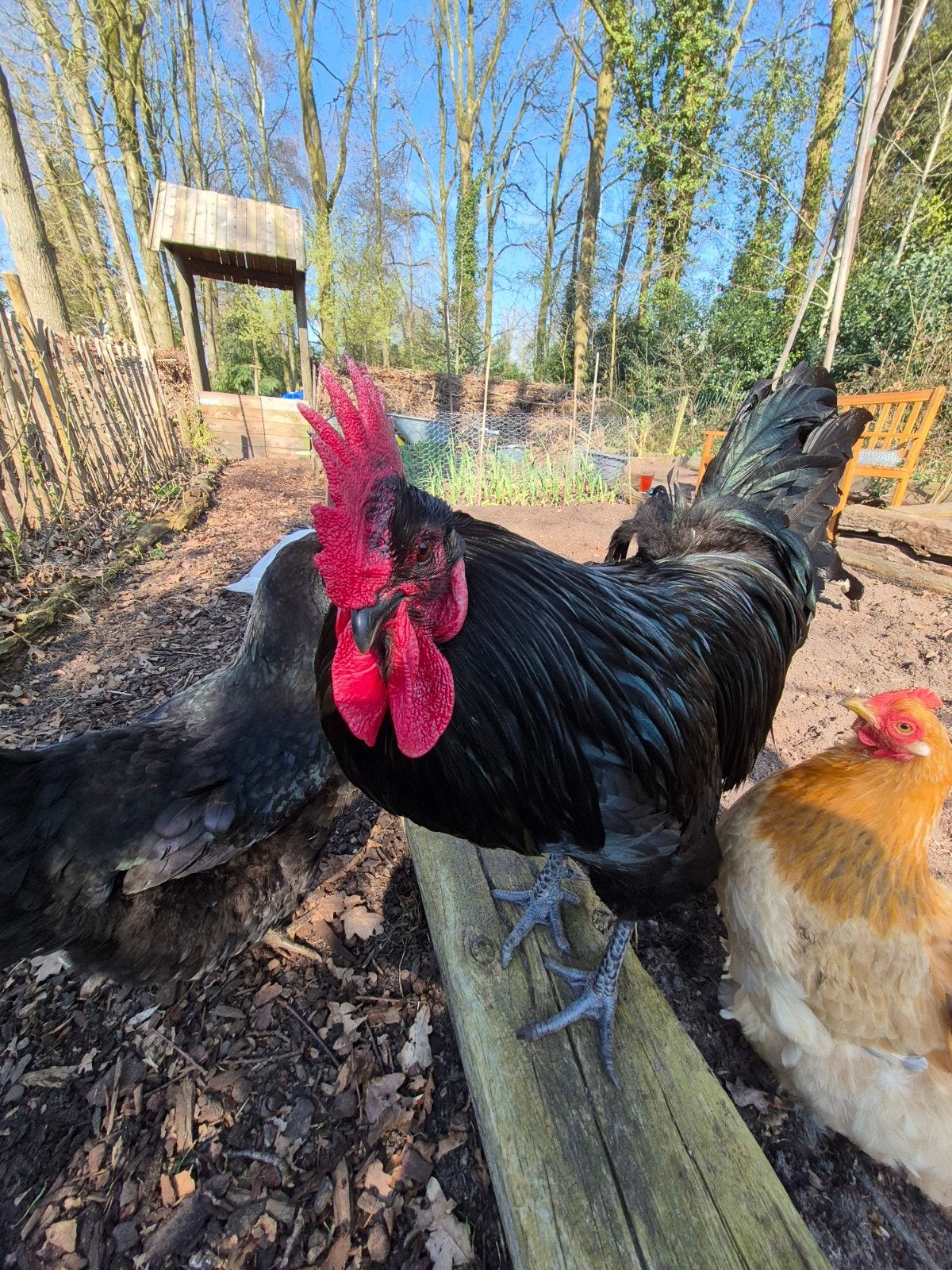 Piet de Haan zoekt nieuw huis., Dieren en Toebehoren, Mannelijk, Kip