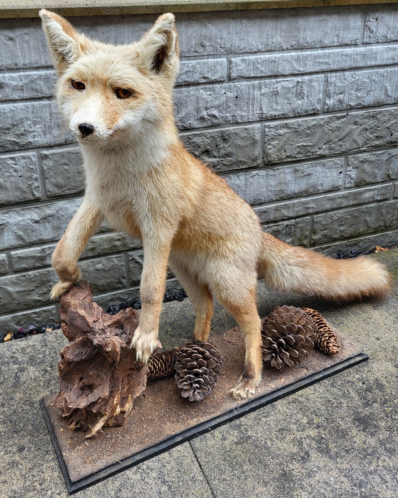 Prachtig opgezet taxidermie vosje., Verzamelen, Ophalen, Zo goed als nieuw, Opgezet dier