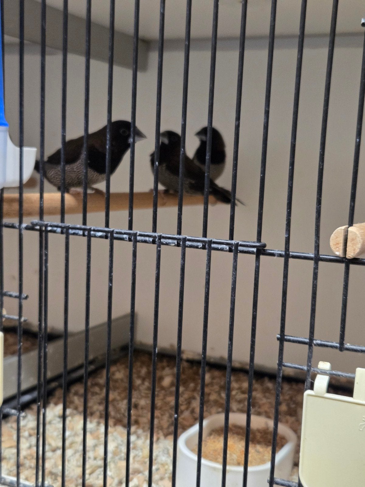 japanse meeuwtjes 10 stuks, Dieren en Toebehoren, Geslacht onbekend, Tropenvogel, Geringd