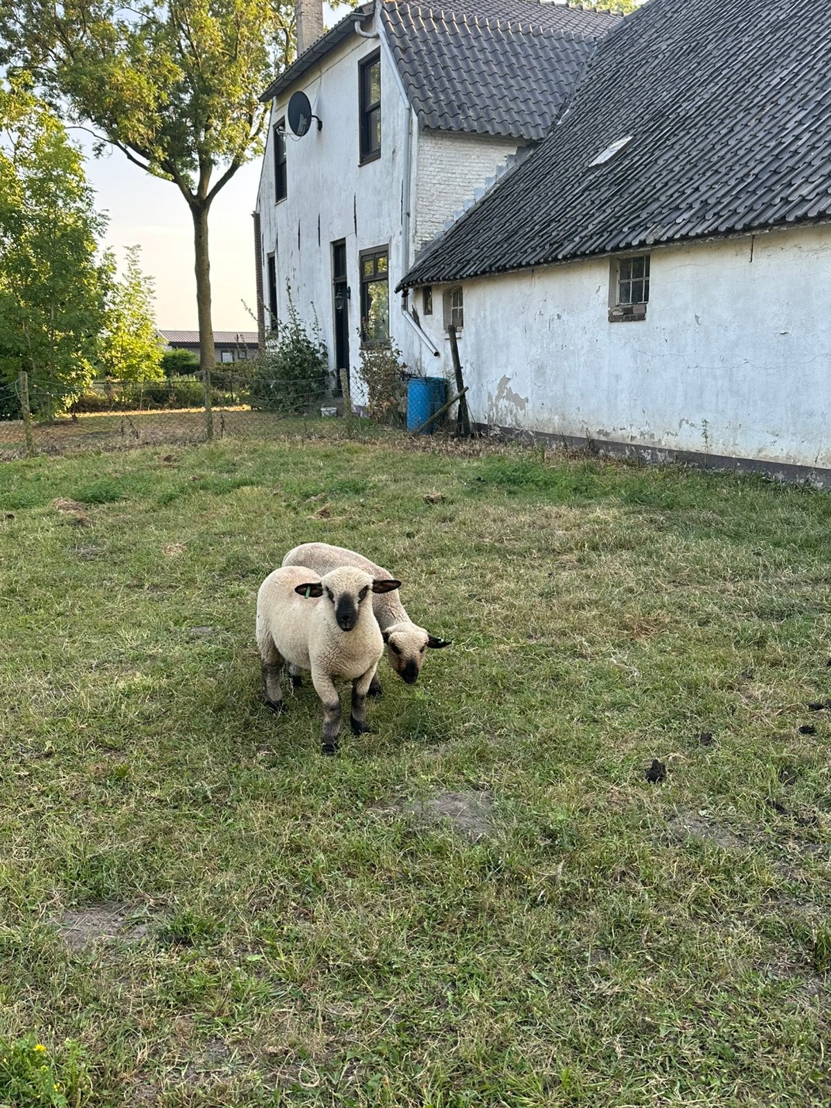 Raszuiver hamsphire down rammen, Dieren en Toebehoren, Mannelijk, Schaap