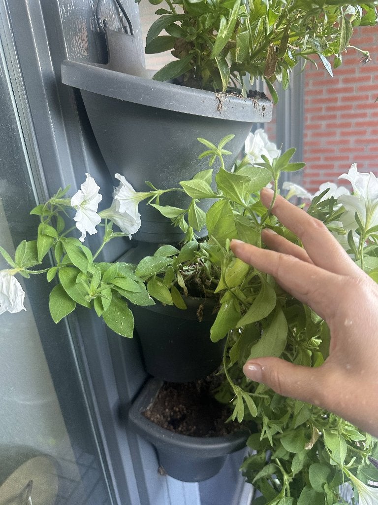 White & Purple Trailing Petunias in Elho Planter, Tuin en Terras, Bloempotten, Kunststof, Zo goed als nieuw, Balkon, Overige vormen