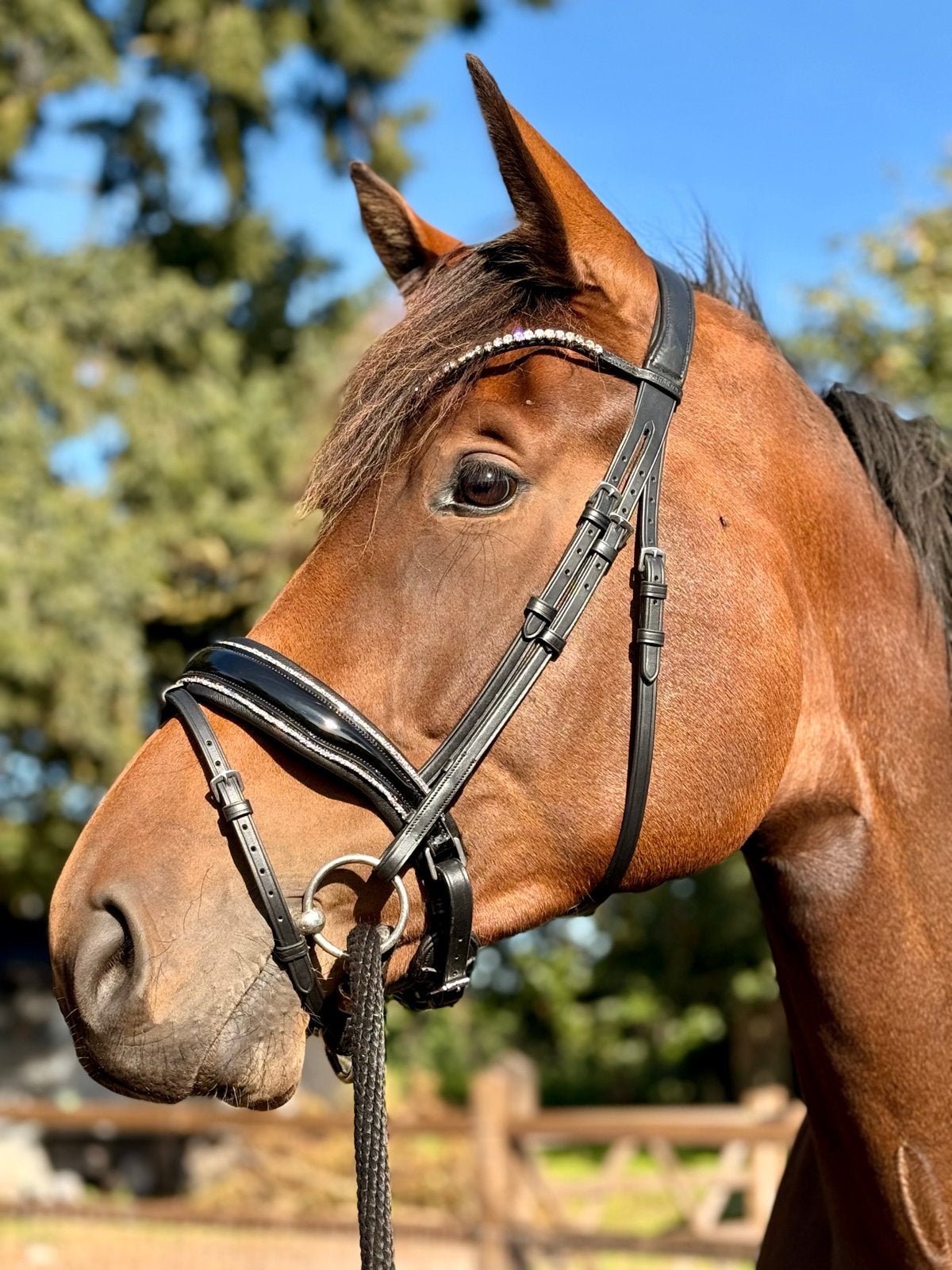 4 jarige merrie van Ibolensky x Numero Uno, Dieren en Toebehoren, Merrie, Springpaard, 175 cm of meer, Met stamboom