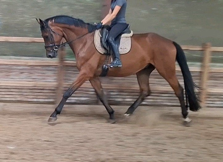 Brave talentvolle grote 6 jr KWPN ruin van 1,78 mtr(inr mog), 175 cm of meer, Ruin, 3 tot 6 jaar, Recreatiepaard