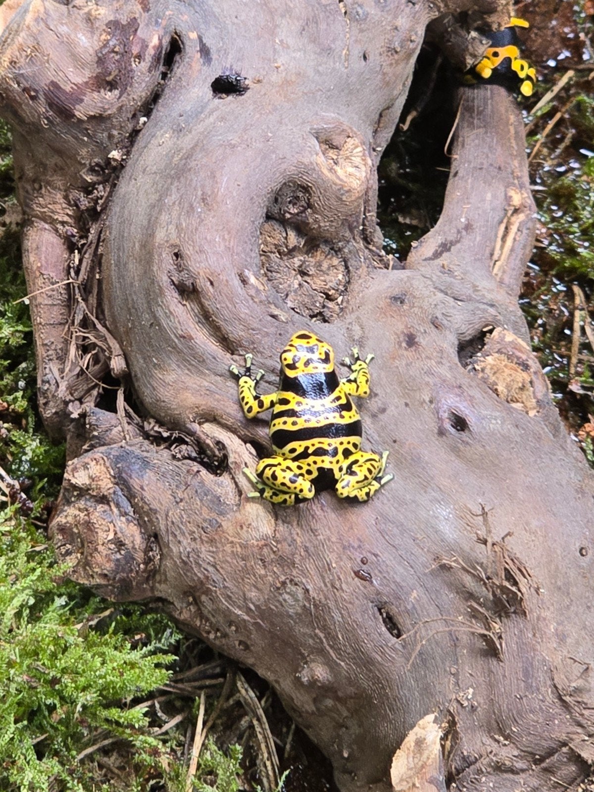 Prachtige pijlgifkikkers (Dendrobates leucomelas) Frog photo 2