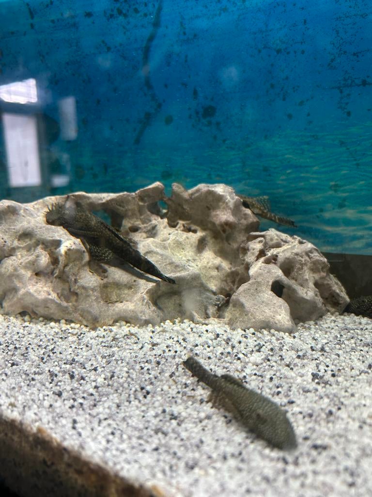 Gratis algeneters 6 stuks, Dieren en Toebehoren, Vissen | Aquariumvissen, Vis