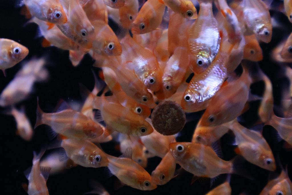 Sumatraan Albino’s (Puntigrus tetrazona), Vis, Zoetwatervis, Schoolvis