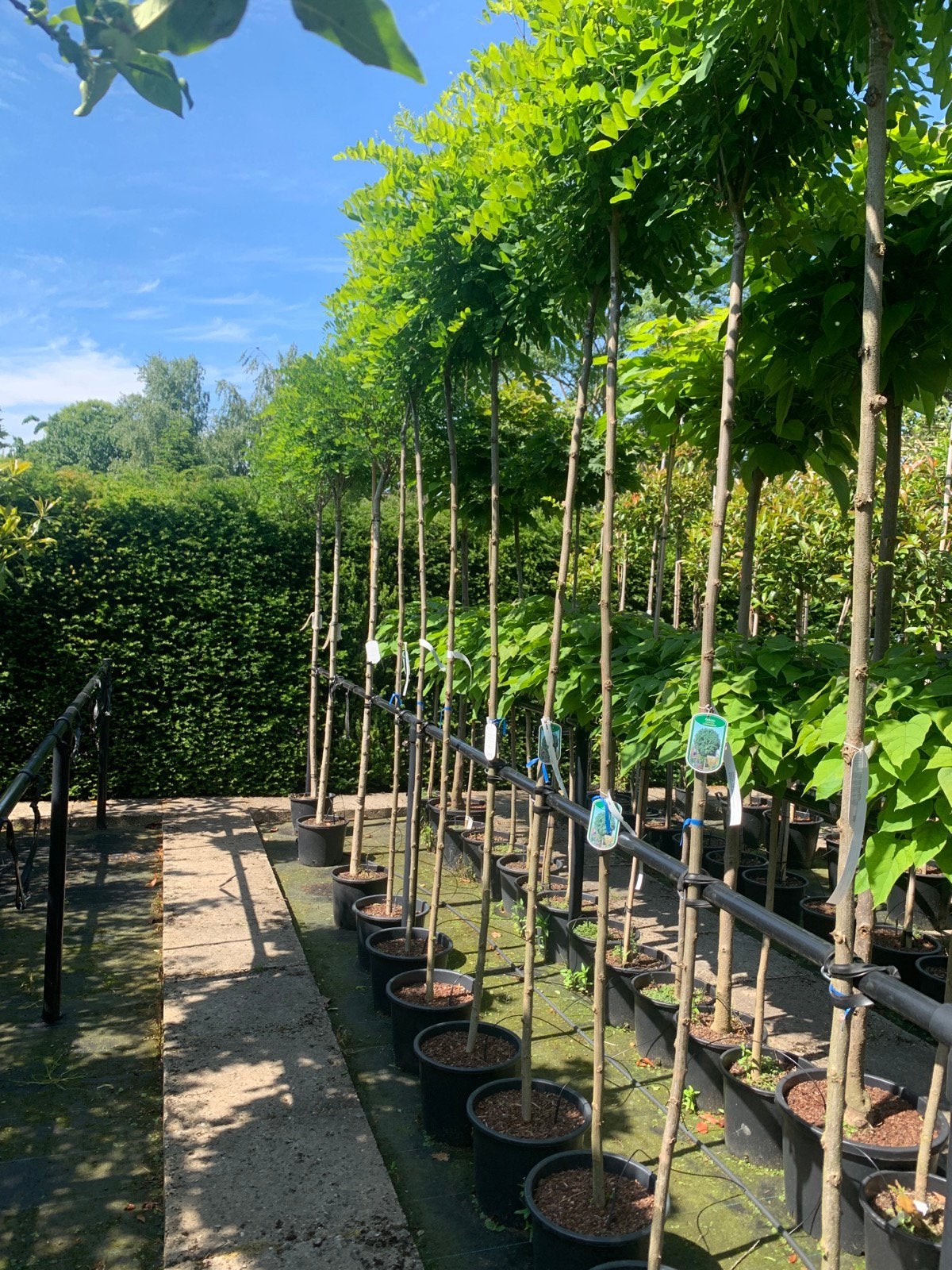 Bol bomen bolvorm catalpa, esdoorn, acasia, photinia, kers, Tuin en Terras, Planten | Bomen, Ophalen, Zomer, In pot, Volle zon
