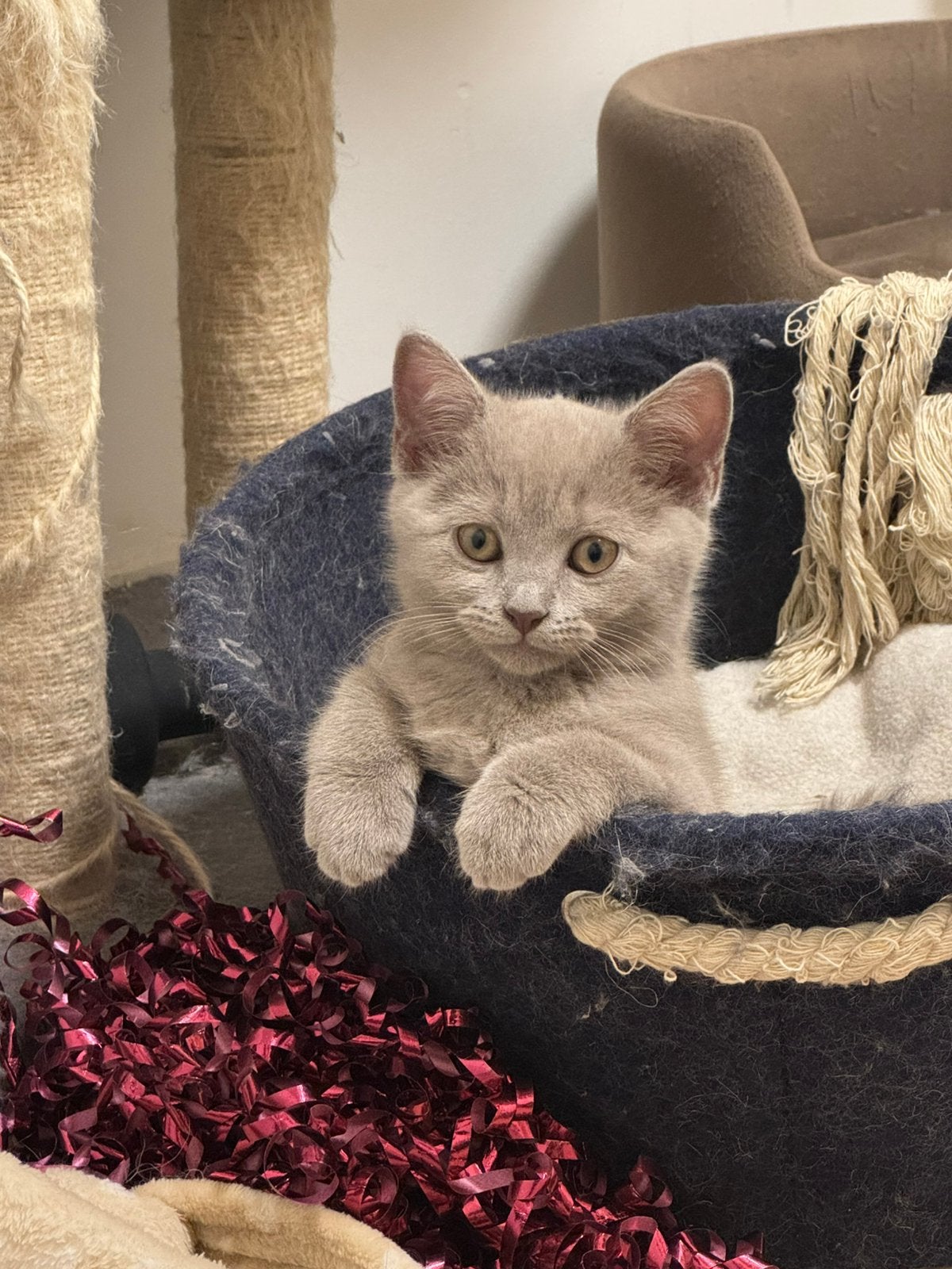 Britse korthaar/ Blauwe rus Fawn kittens, Dieren en Toebehoren, Katten en Kittens | Raskatten | Korthaar, Kater, Gechipt, 0 tot 2 jaar