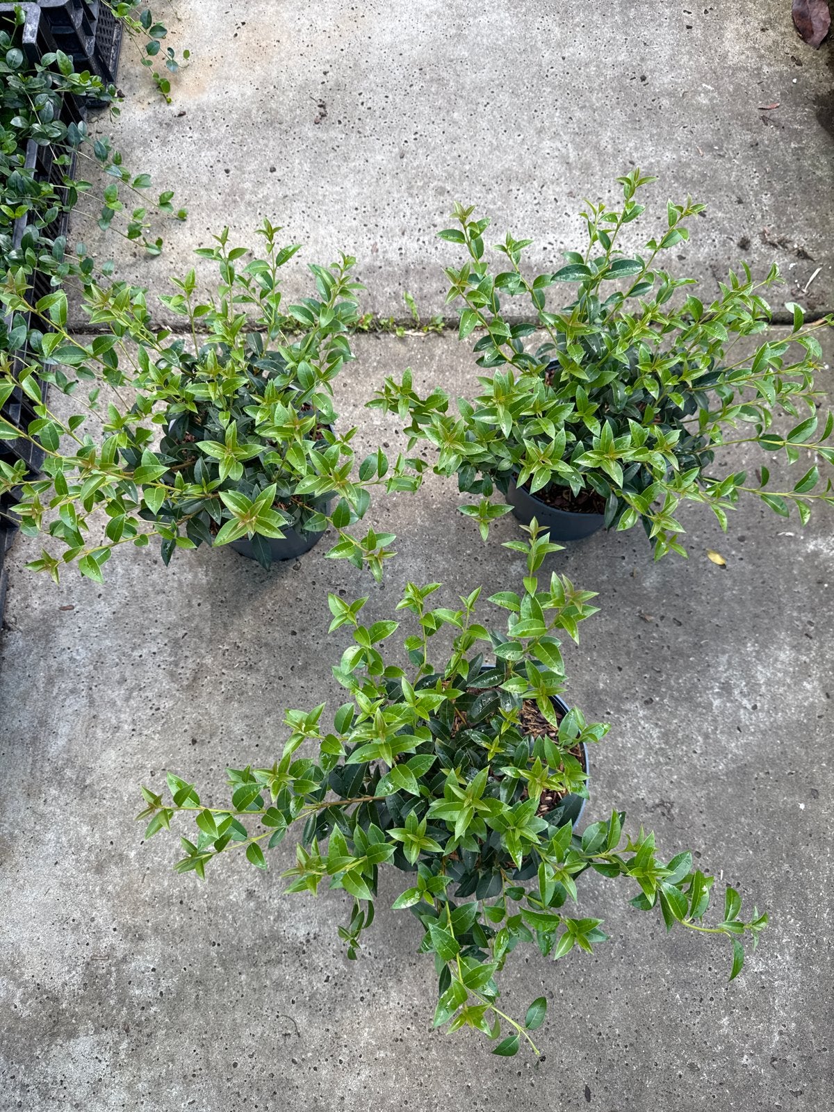 Grote volle Osmanthus burkwoodii in pot vanaf €5,95, Tuin en Terras, Planten | Tuinplanten, Vaste plant, Halfschaduw, Lente, Ophalen
