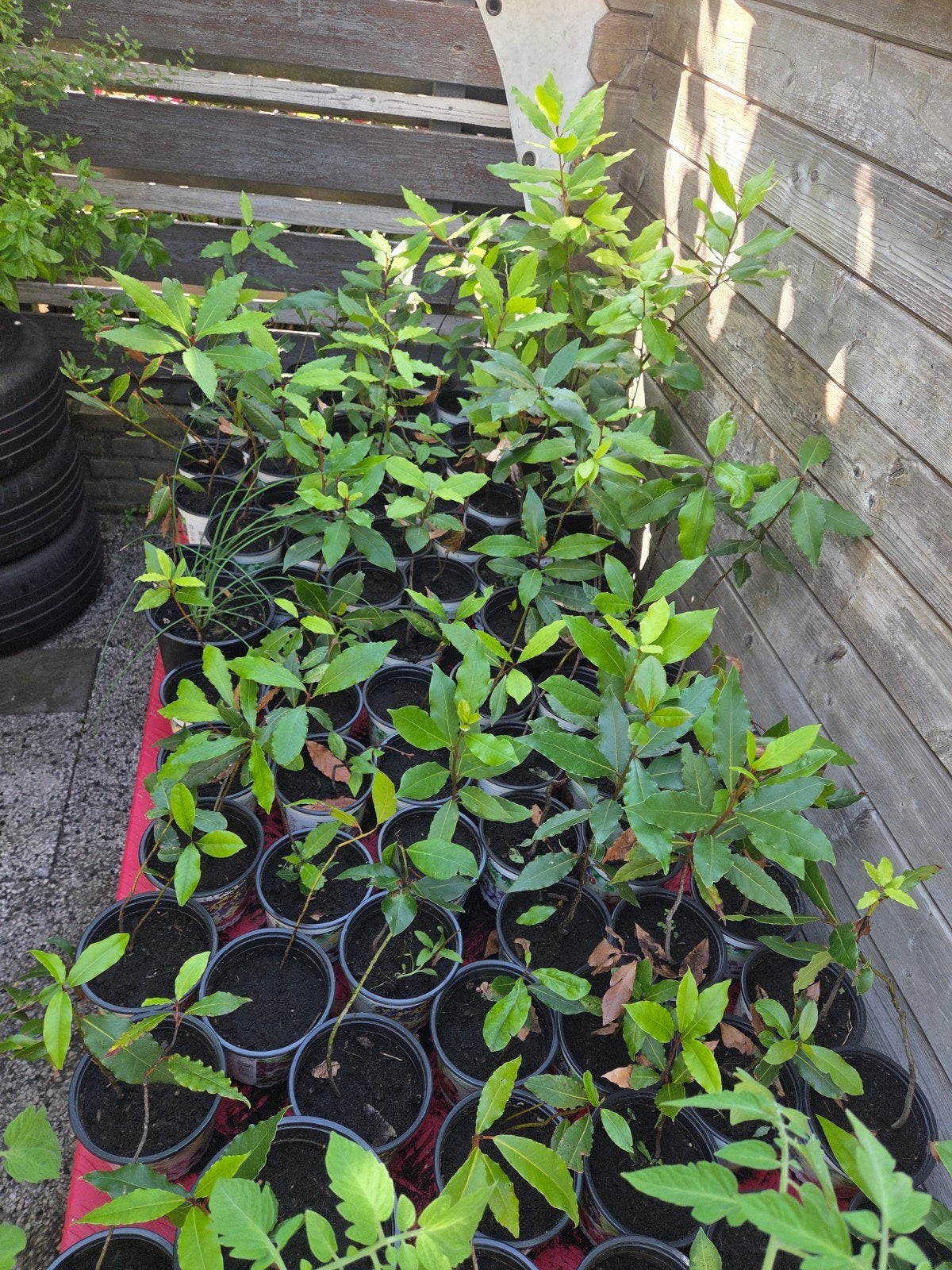 Laurus nobilis in pot 20 tot 65 cm, Ophalen, Minder dan 100 cm