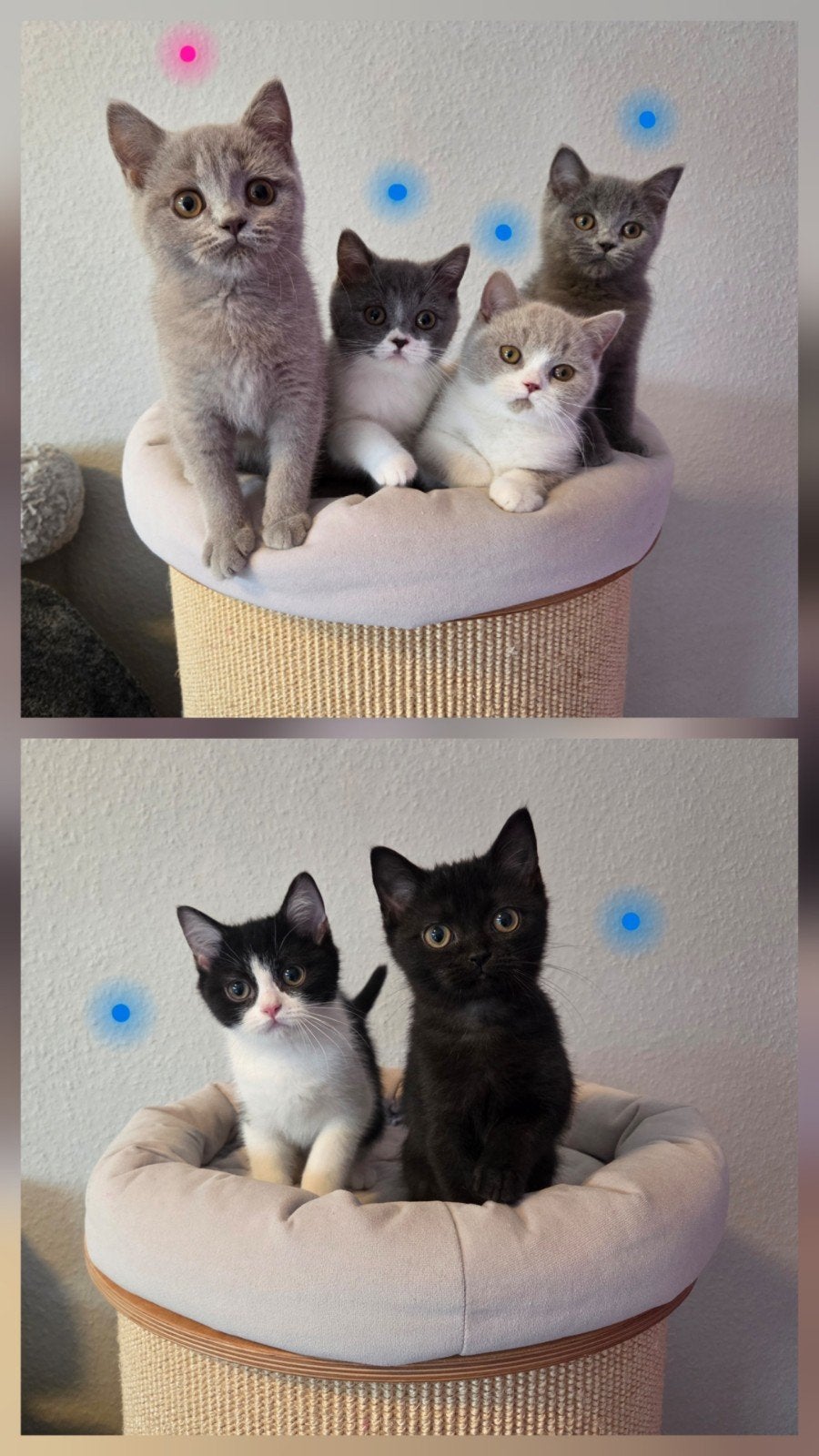 Britse Korthaar Kitten blue lilac black white met stamboom, Dieren en Toebehoren, Kater, Met stamboom, 0 tot 2 jaar