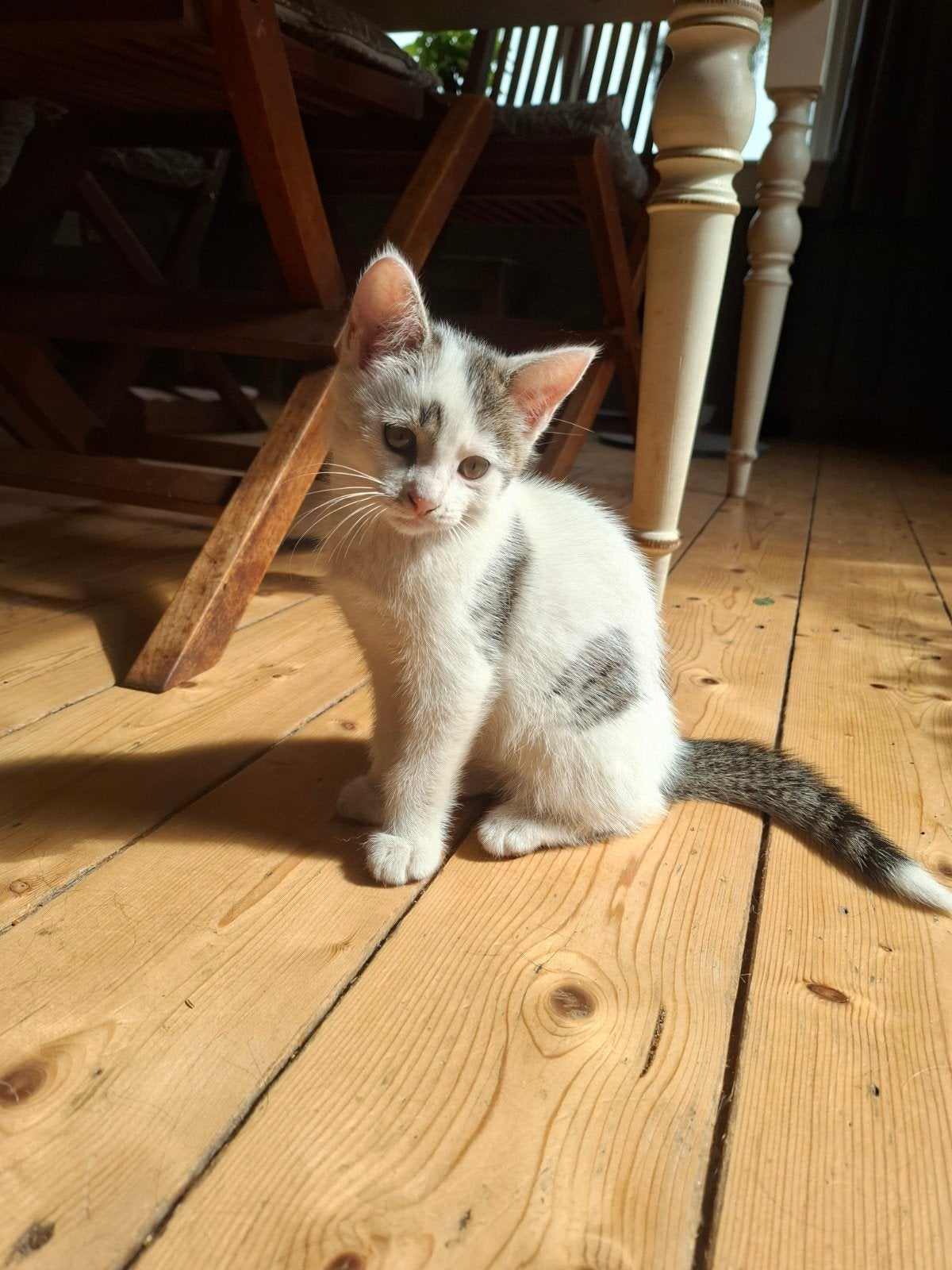 Schattige kittens te koop!!!, Dieren en Toebehoren