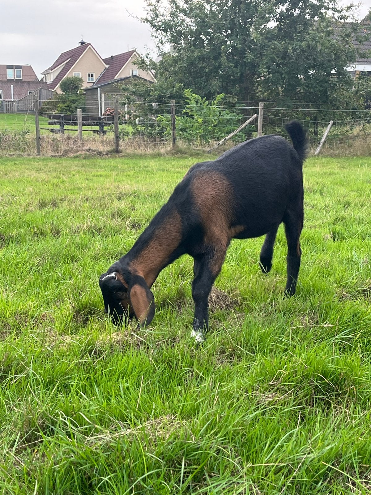 Nubische geiten bok, Dieren en Toebehoren, Mannelijk, Geit, 0 tot 2 jaar