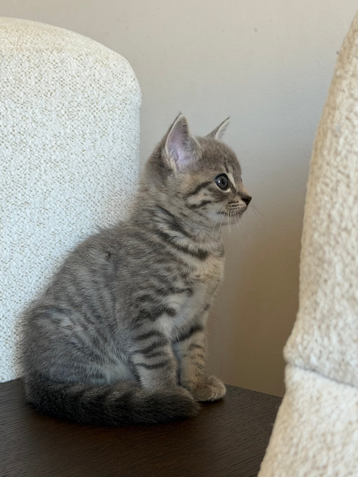Kitten Katertje zoekt nieuw huisje, Poes