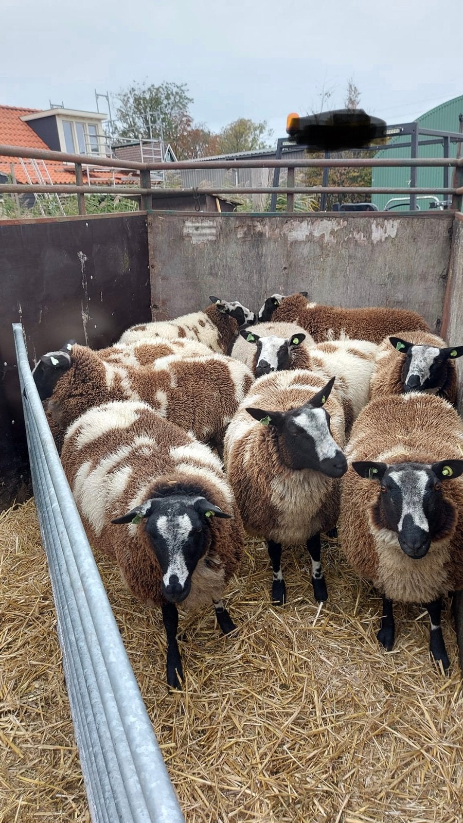 Bonte stamboek ooien, Vrouwelijk, Schaap